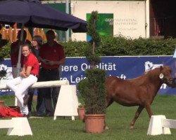 Zuchtstute Joana vom Kleefeld (Shetland Pony, 2011, von Janosch von Krummesse)