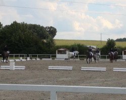 dressage horse Alf 317 (Oldenburg, 2008)