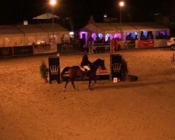 dressage horse Peppino 176 (Rhinelander, 2008, from Prinz Wilhelm)