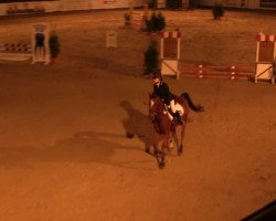 Springpferd Jarno 7 (KWPN (Niederländisches Warmblut), 2003)