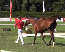 Zuchtstute Starlight (Westfale, 2010, von Sir Donnerhall I)