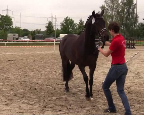 broodmare Saphira (Westphalian, 2011, from Sir Donnerhall I)