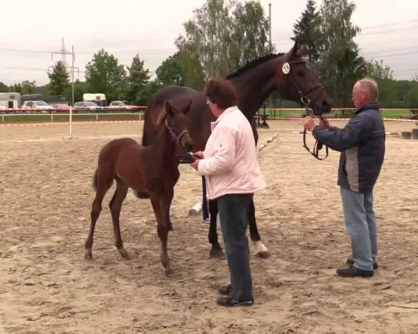 broodmare Stute von Franziskus (Westphalian, 2014, from Franziskus FRH)