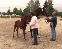 broodmare Stute von Franziskus (Westphalian, 2014, from Franziskus FRH)