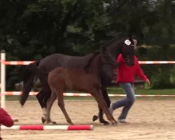 dressage horse Finett 51 (Westphalian, 2014, from Fürstenball)