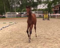 dressage horse Rabe Socke (Westphalian, 2014, from Rock Forever NRW)