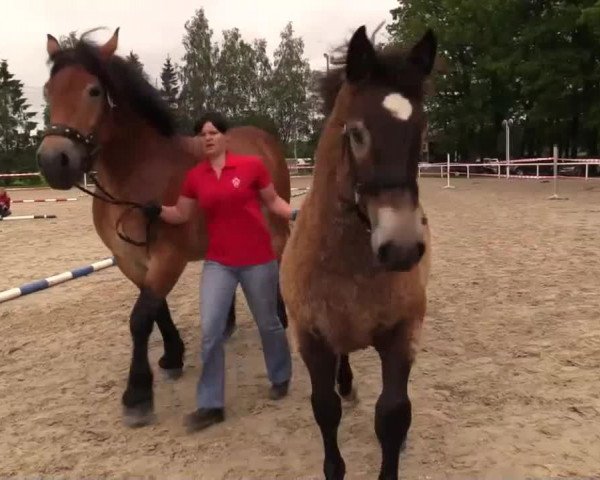 Pferd Ally (Rheinisch-Deutsches Kaltblut, 2014, von Arsenal)