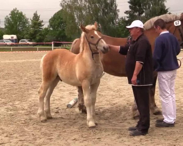 Pferd Enrico (Rheinisch-Deutsches Kaltblut, 2014, von Erdinger Gold)