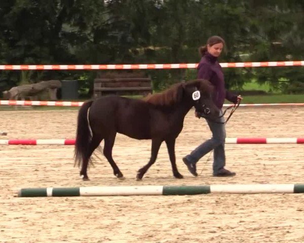 Pferd Enni (Shetland Pony, 2010, von El Granato)