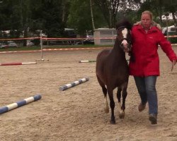 Pferd Salvador's Shehina (Welsh Pony (Sek.B), 2011, von Shergar)