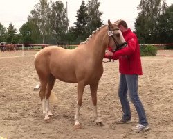 dressage horse Zento's Pippi La belle (German Riding Pony,  , from Top Zento)