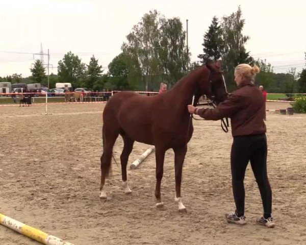 dressage horse Melsene 2 (German Riding Pony, 2011, from Mandingo)