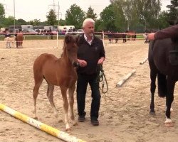 Springpferd Charly Deluxe (Deutsches Reitpony, 2014, von Captain Meyer WE)