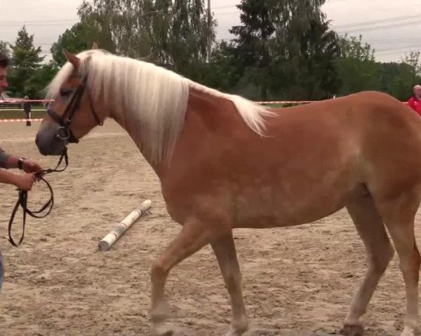 Dressurpferd Amanda (Haflinger, 2010, von Alabaster B)