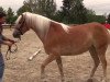 Dressurpferd Amanda (Haflinger, 2010, von Alabaster B)