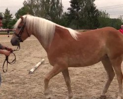 dressage horse Amanda (Haflinger, 2010, from Alabaster B)