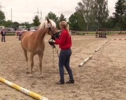 Pferd Aylin (Haflinger, 2011, von Augartner)