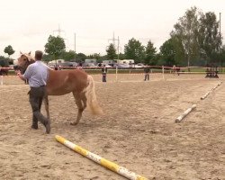 Pferd Alma (Haflinger, 2011, von Augartner)