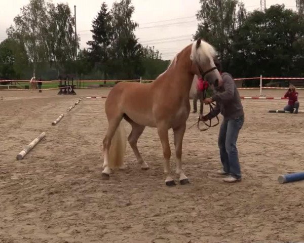 Zuchtstute Nevada (Haflinger, 2011, von El.H. Notting Hill)