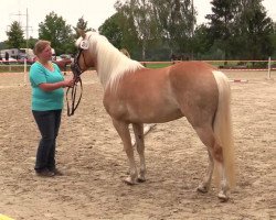 Pferd Naira (Haflinger, 2010, von Nachttänzer (0,78% ox))