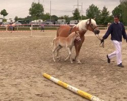 Zuchtstute Wilja (Haflinger, 2014, von Wunderknabe)