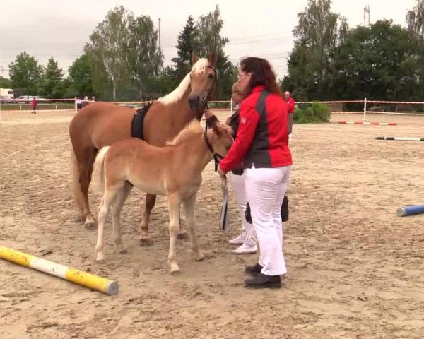 dressage horse Hengst von Sukuta (Haflinger, 2014, from Sukuta (5,47% ox))