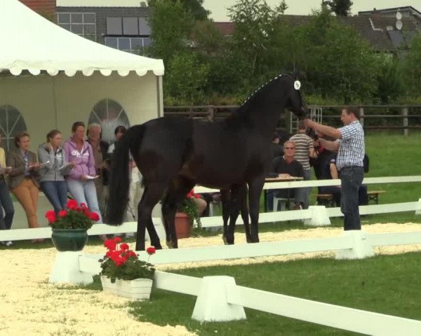 horse Hengst von Allerdings (Haflinger, 2014, from Allerdings 4)