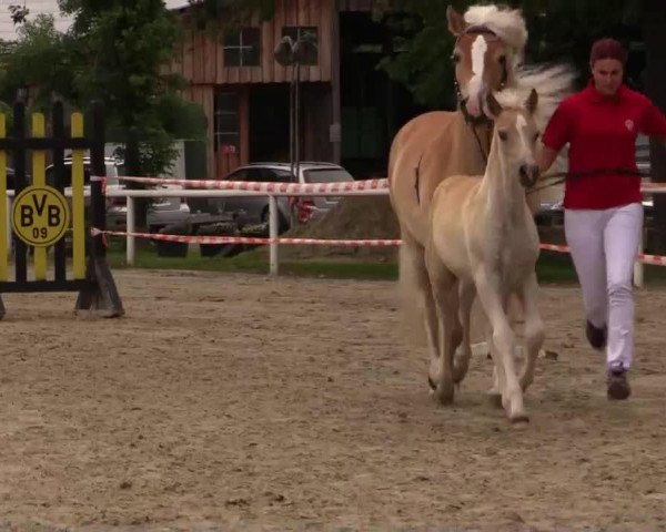 stallion Alejandro (Haflinger, 2014, from Allerdings 4)