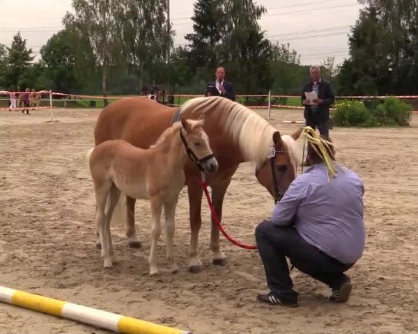 Pferd Stute von Allerdings (Haflinger, 2014, von Allerdings 4)