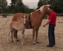 broodmare A Capella Olala (Haflinger, 2014, from Allerdings 4)