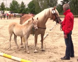 Pferd Athene (Haflinger, 2014, von Allerdings 4)