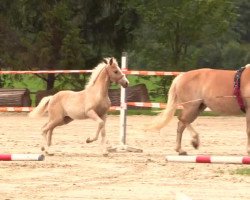 Zuchtstute Amica (Haflinger, 2014, von Allerdings 4)