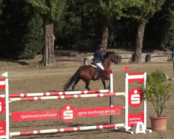 Reitturnier Leverkusen - Teitscheider Hof 2020