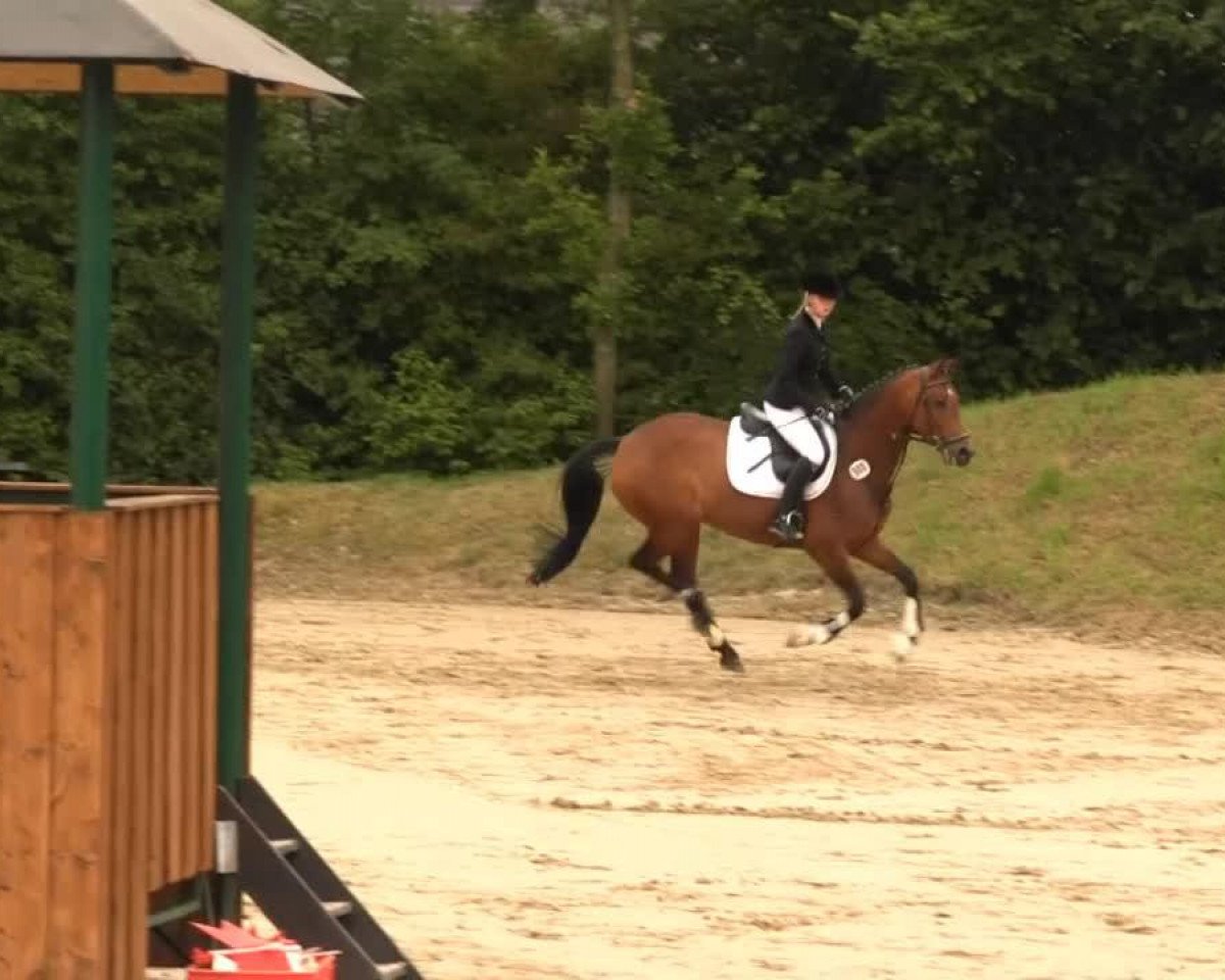 Springpferd Chira M (Westfale, 2003, von Con Capitol)
