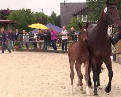 dressage horse Hengst von Fidertanz (Westphalian, 2014, from Fidertanz)