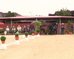 dressage horse Hengst von Ampere (Westphalian, 2014, from Ampère)