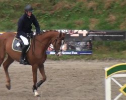 Springpferd Völler TB (Hessisches Warmblut, 2009, von Valentino)