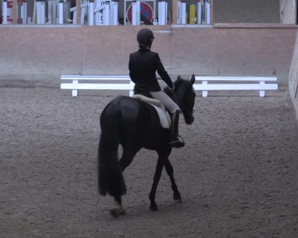 dressage horse Sweet Belly (Hanoverian, 2009, from Scolari)