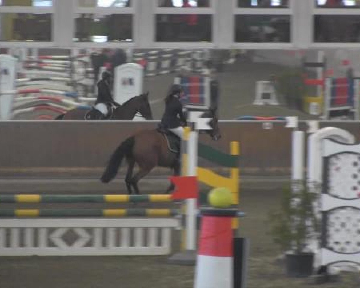 Springpferd La Comtesse 9 (Oldenburger, 2009, von Lapis Lazuli)