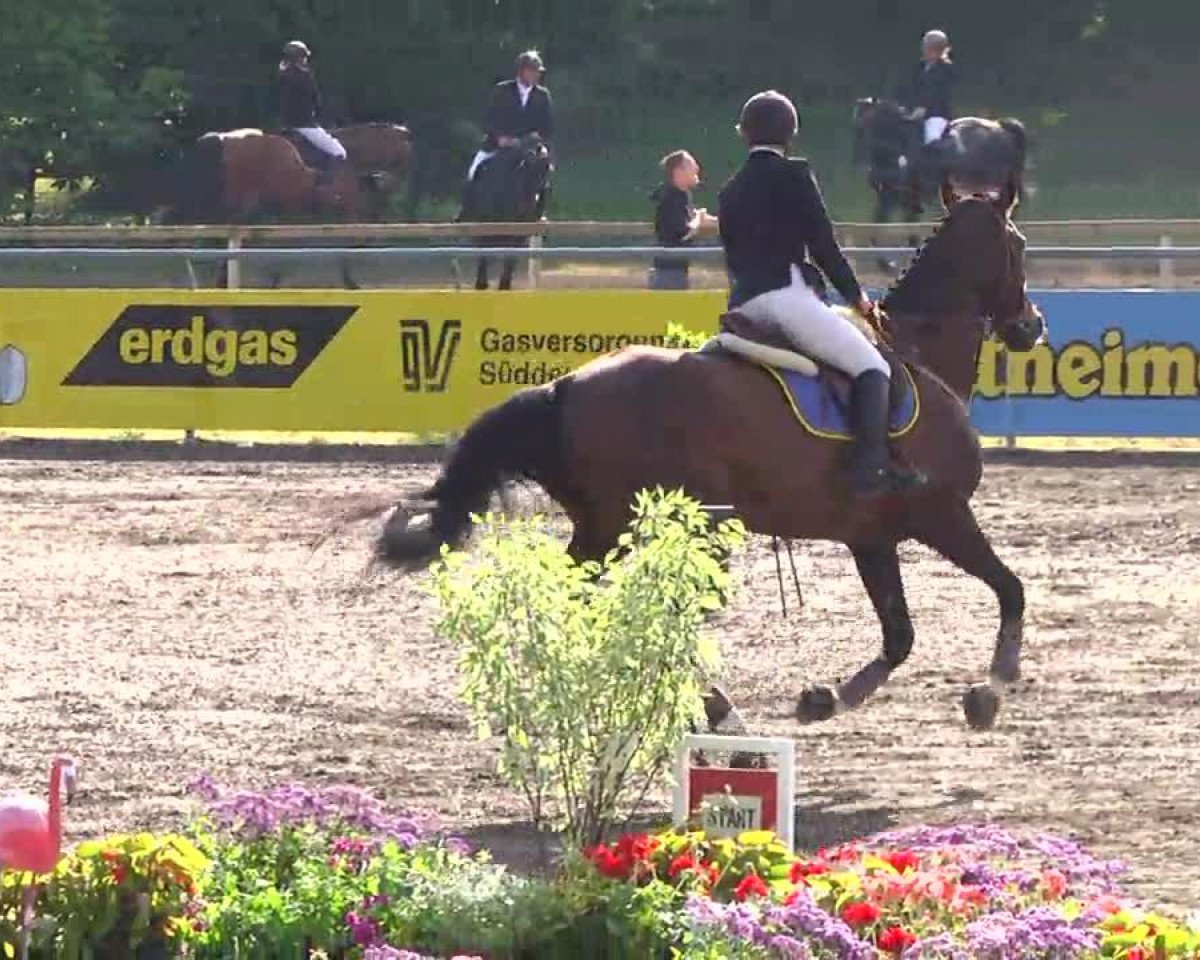 Springpferd Lantaris Envoy (Deutsches Sportpferd, 1999, von Lieber Boy)