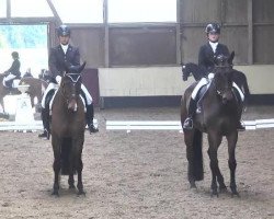 dressage horse Saperlot 3 (Trakehner, 2010, from Summertime)