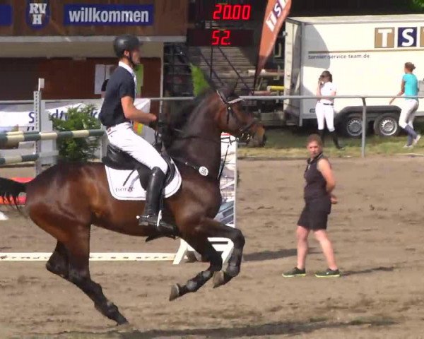 stallion Graf G (Württemberger, 2006, from Grafenstolz)