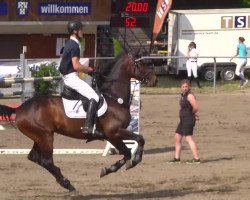 stallion Graf G (Württemberger, 2006, from Grafenstolz)