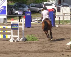 Springpferd Rubin (Deutsches Sportpferd, 2005, von Rex Gotthard)