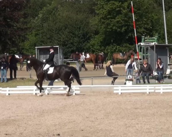 dressage horse Clueso (Westphalian, 2004, from Charisma)