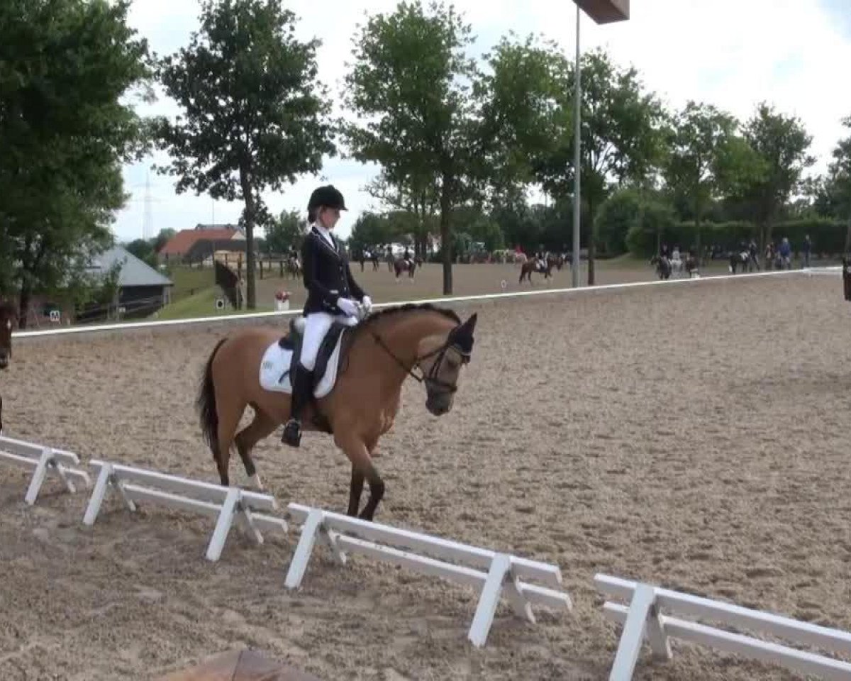 dressage horse Ginsterhof's Leonello (German Riding Pony, 2005, from Lady's Wise Guy)