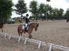 dressage horse Ginsterhof's Leonello (German Riding Pony, 2005, from Lady's Wise Guy)