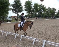 dressage horse Ginsterhof's Leonello (German Riding Pony, 2005, from Lady's Wise Guy)