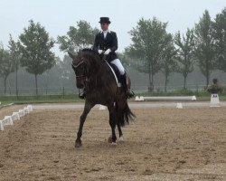 dressage horse Sunrise K (Oldenburg, 2007, from Sir Donnerhall I)