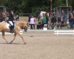 Dressurpferd FS Daddy Cool's Diva (Rheinländer, 2010, von FS Daddy Cool)